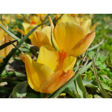 Botanische tulp - Tulipa batalinii 'Yellow Yewel' - 10 bollen - BIO