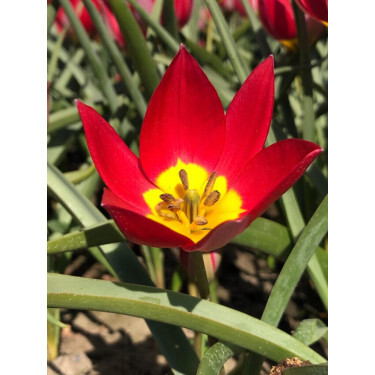Botanische tulp - Tulipa humilis 'Red Beauty' - 10 bollen - BIO