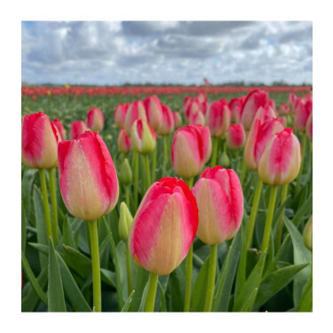 Tulp - Judith Leyser - 10 bollen - BIO