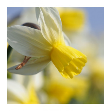 Narcis - Sailboat - 10 bollen - BIO