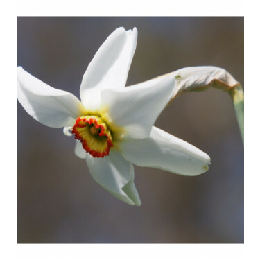Narcis - Recurvus - 10 bollen - BIO