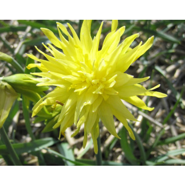 Narcis - Rip van Winkle - 10 bollen - BIO