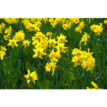 Narcis - Tamara - 10 bollen - BIO