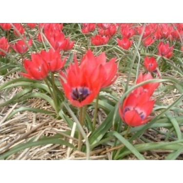 Botanische Tulp Tulipa Little Beauty - 10 bollen