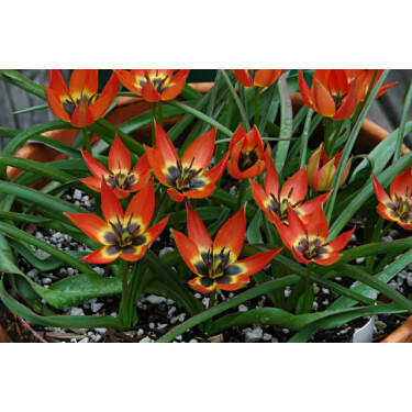 Botanische Tulp Tulipa Little Princess 10 bollen