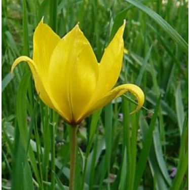 Bostulp - Tulipa sylvestris - 10 bollen - BIO