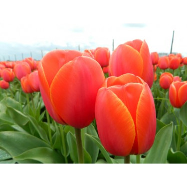 Tulp Ad Rem 10 bollen