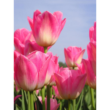 Tulp Dynasty - 10 bollen