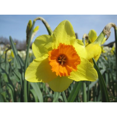 Narcis - Red Ranger - 10 bollen - BIO