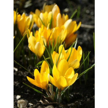 Krokus Yellow Mammoth (C. flavus) - per 10 bollen