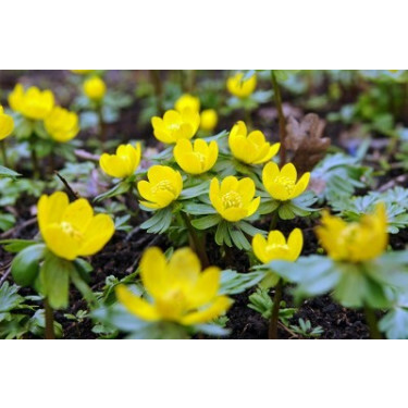 Eranthis Cilicica - Winteraconietje - 10 bollen - BIO