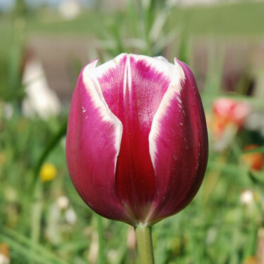 Tulp Euro Vivi - 10 bollen