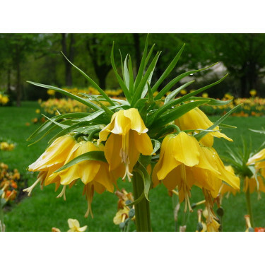 Keizerskroon Fritillaria imperialis Lutea - 3 bollen