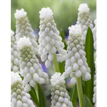 Druifhyacinth - Muscari armeniacum Siberian Tiger, 10 bollen