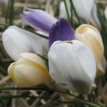 Boerenkrokus - Mix van kleuren - 10 bollen - BIO