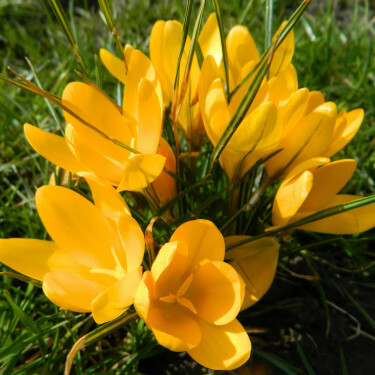Krokus - Golden Yellow - 25 bollen - BIO 