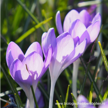 Boerenkrokus - Barr's Purple - 10 bollen - BIO