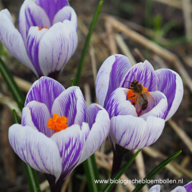 Krokus - King of the Striped - 10 bollen - BIO