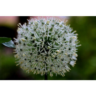 Trommelstokjes - Allium ameloprasum - Ping Pong - 10 bollen - BIO
