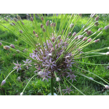 Allium Schubertii - 3 bollen - BIO