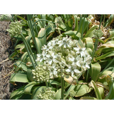 Zwarte look - Allium nigrum - 5 bollen - BIO
