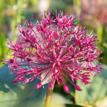 Allium karataviense 'Red Giant Star' - 5 bollen - BIO