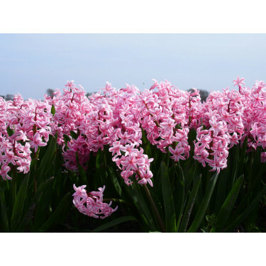 Hyacinth - Fondant - 10 bollen - BIO 