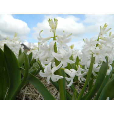 Hyacinth - White Pearl - 3 bollen - BIO 