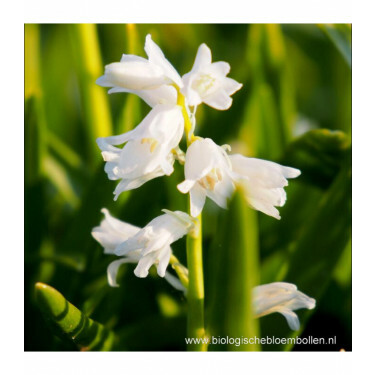 Witte boshyacint - Hyacinthoides hispanica - 10 bollen - BIO