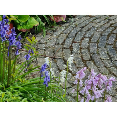Hyacinthoides hispanica - Boshyacinth - kleurenmix blauw-roze-wit - 10 bollen - BIO