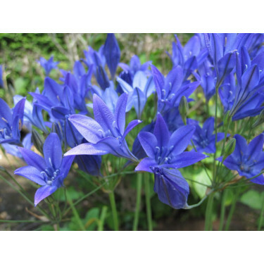 Triteleia laxa - Brodiae 'Corrina' - 10 bollen - BIO