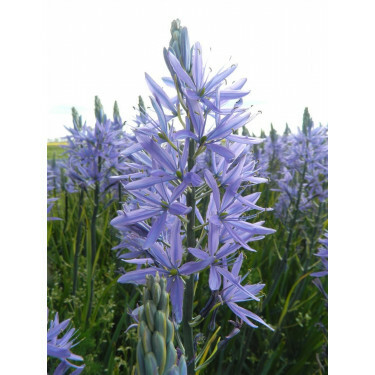 Camasssia Leichtinii 'Caerulea' - Prairielelie - 10 bollen - BIO
