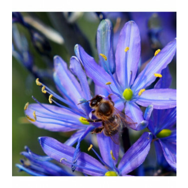 Camassia leichtlinii 'Caerulea' - Prairielelie - 3 bollen  - BIO