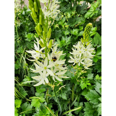 Camasssia Leichtinii 'Sacajawea' - Prairielelie - 10 bollen - BIO