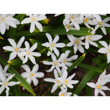 Chionodoxa luciliae 'Alba'- Sneeuwroem - 10 bollen - BIO
