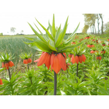 Fritillaria imperialis 'William Rex' - Keizerskroon - 10 bollen - BIO