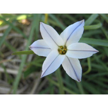 Voorjaarsster - Ipheion uniflorum 'Whisley Blue' - 10 bollen - BIO