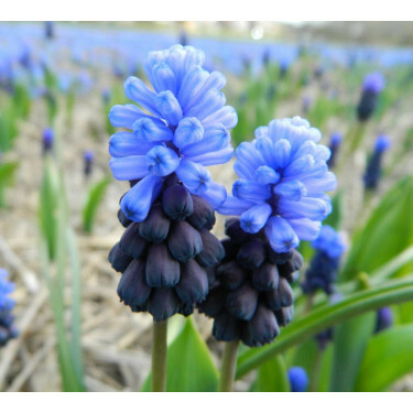 Muscari latifolium - Druifhyacint - 10 bollen - BIO