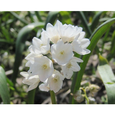 Puschkinia libanotica 'Alba' - Saffierhyacinth - 10 bollen - BIO