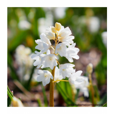 Pushkinia libanotica 'Alba' - Saffierhyacinth - 10 bollen - BIO