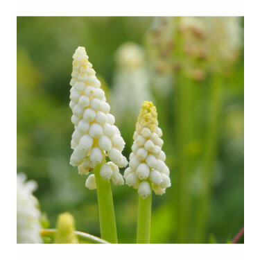 Muscari botryoides 'Album' - Druifhyacinth wit -10 bollen - BIO