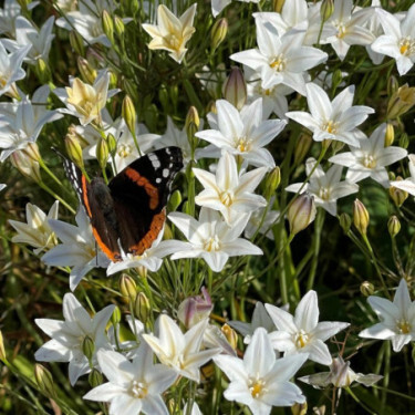 Triteleia laxa - Brodiaea 'Silver Queen' - 10 bollen - BIO