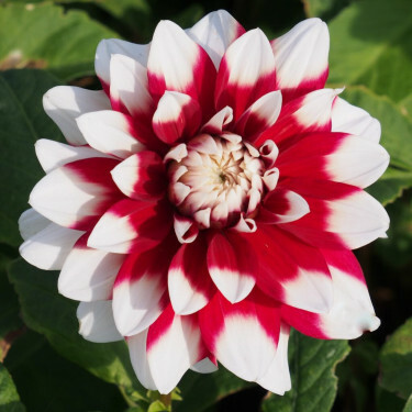 Dahlia - Duet - 5 stuks - BIO