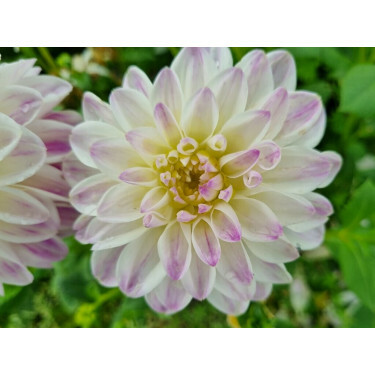 Dahlia - Wittem - 5 stuks - BIO