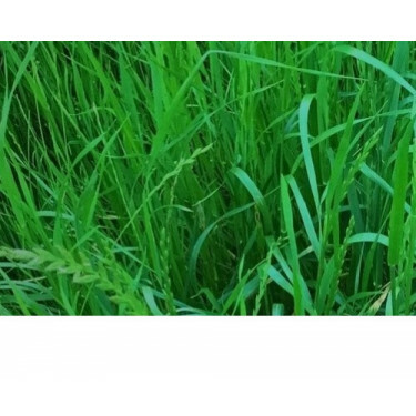 Italiaans raaigras - Lolium multiflorum - Fabio - 20kg - BIO