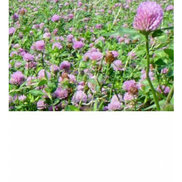 Rode klaver – Trifolium pratense - Titus - 25kg - BIO
