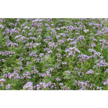 Phacelia – Phacelia tanacetifolia - Balo - 10kg – BIO