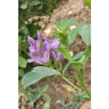 Luzerne - Medicago sativa - Giulia - 25kg - BIO