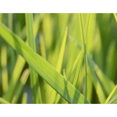 Trosraaigras - Festulolium - Fedoro - 10 kg - BIO