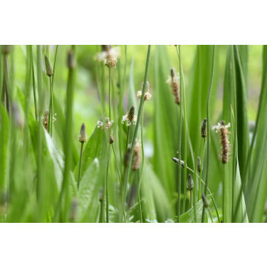 Plantago lanceolata - Smalle weegbree - 1kg - BIO